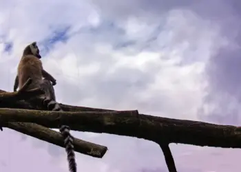 Ein Katta sitzt auf einem Ast