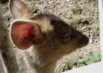 Kleines Tier mit großen Ohren