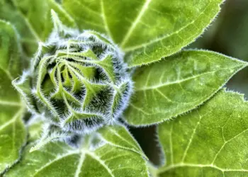 Knospe einer Sonnenblume