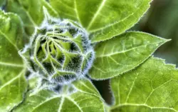 Knospe einer Sonnenblume
