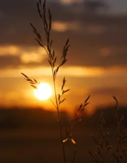 Korn im Gegenlicht der Abendsonne