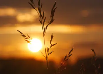 Korn im Gegenlicht der Abendsonne