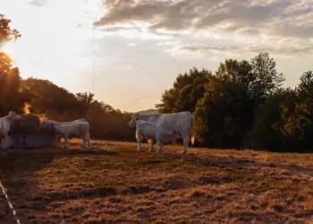 Kuh und Kalb auf der Sommerweide