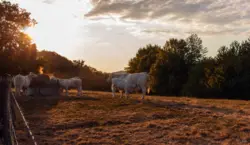 Kuh und Kalb auf der Sommerweide