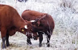 Kuh und Kalb im Winter