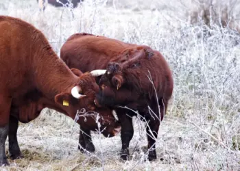 Kuh und Kalb im Winter