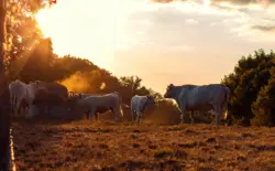Landliebe auf der Sommerweide