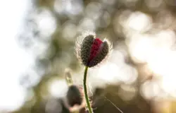 Leicht geöffneter Mohn im Sonnenlicht