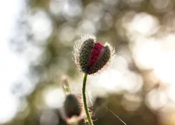 Leicht geöffneter Mohn im Sonnenlicht