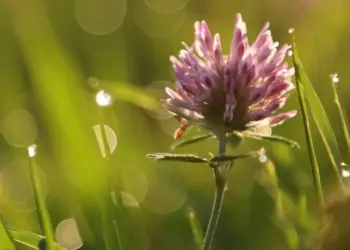 Lila Klee im Sonnenlicht