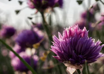Lila Schnittlauchblüte im Licht des frühen Morgens