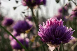 Lila Schnittlauchblüte im Licht des frühen Morgens