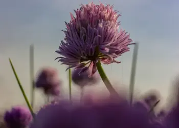 Lila Schnittlauchblüte mit Tautropfen am Morgen