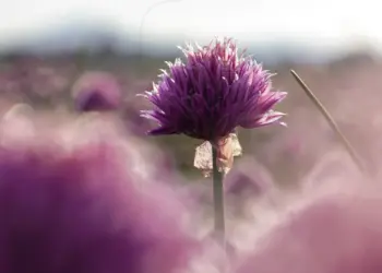 Magentafarbene Schnittlauchblüte im Sonnenlicht