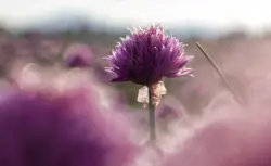 Magentafarbene Schnittlauchblüte im Sonnenlicht