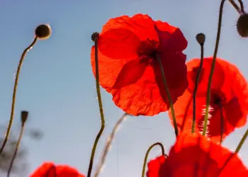 Mohnblüten blicken Richtung Himmel