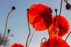 Mohnblüten blicken Richtung Himmel