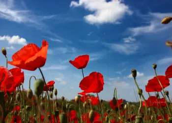 Mohnfeld mit dem Gefühl von Sommer