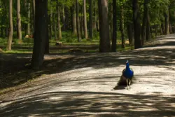 Pfau auf dem schattigen Weg