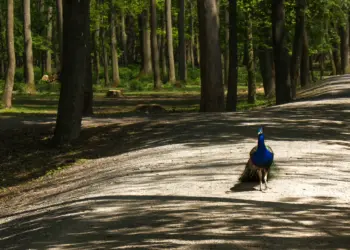 Pfau auf dem schattigen Weg