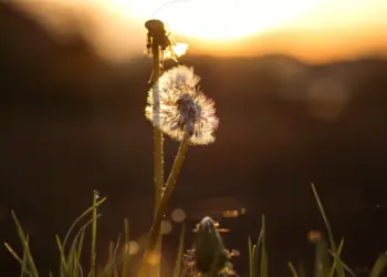 Pusteblume im Licht des Sonnenuntergangs