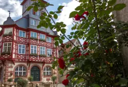 Das Rathaus von Heppenheim hinter Rosen