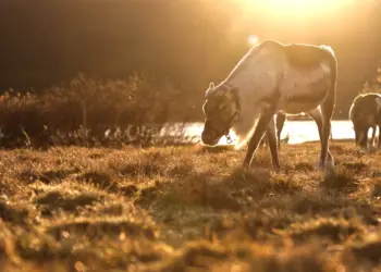 Rentier im Gegenlicht der untergehenden Sonne in Schweden