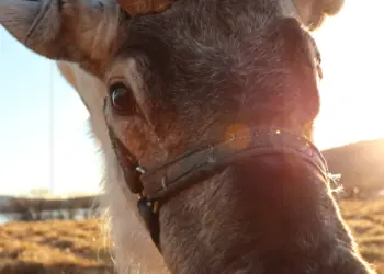 Rentier im Markanbaiki Sami Museum in Schweden