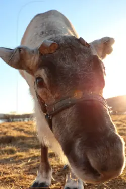 Rentier im Markanbaiki Sami Museum in Schweden