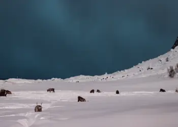 Rentiere im Schnee am Grotfjord in Norwegen