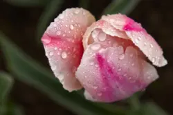 Rosa Tulpe von oben mit Regentropfen