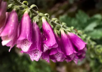 Rosafarbener Fingerhut