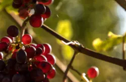 Rote Weintrauben im Lichtspiel der Sonne