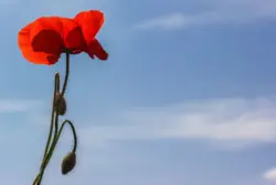 Roter Mohn vor blauem Himmel