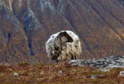 Schaf auf einer Hochebene in Norwegen
