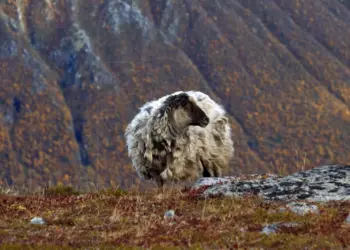 Schaf auf einer Hochebene in Norwegen