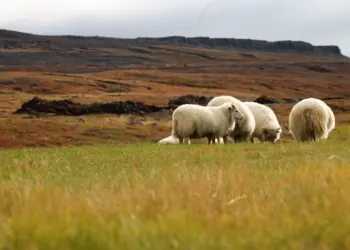 Schafe auf einer Hochebene auf Island