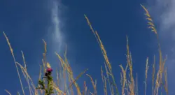 Schmetterling auf einer Distel