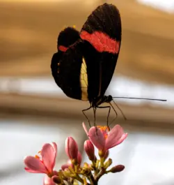 Schmetterling auf einer Blüte