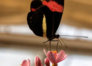 Schmetterling auf einer Blüte