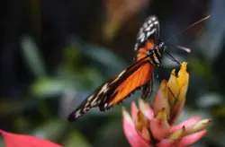 Schmetterling trinkt an einer Blüte
