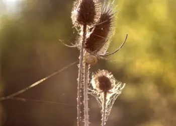 Schnecke an getrockneter Distel