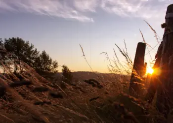 Sonnenaufgang im Feld am Weidezaun
