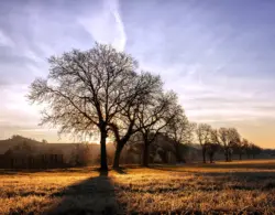 Sonnenaufgang im Schatten eines Baumes
