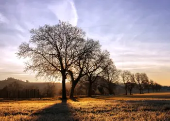 Sonnenaufgang im Schatten eines Baumes