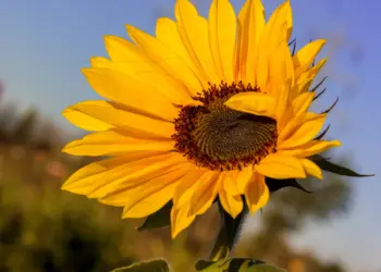 Sonnenblume im Hochsommer