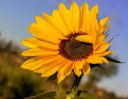 Sonnenblume im Hochsommer