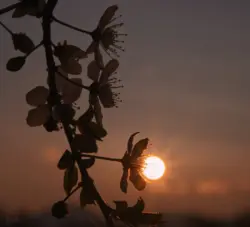 Sonnenscheibe an einer Blüte am Morgen