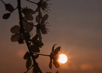 Sonnenscheibe an einer Blüte am Morgen
