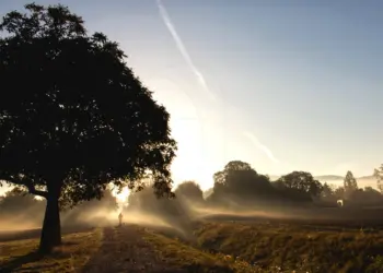 Spaziergänger/in mit Hund läuft in den nebligen Sonnenaufgang